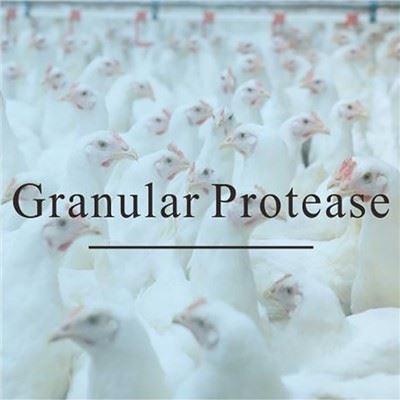 Granulirana proteaza